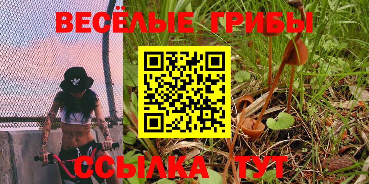 Псилоцибиновые грибы прущие грибы  наркотики  Вход с VPN  Заводоуковск  Галлюциногенные грибы Psilocybine cubensis 